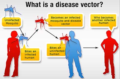 Disease & Vector Control